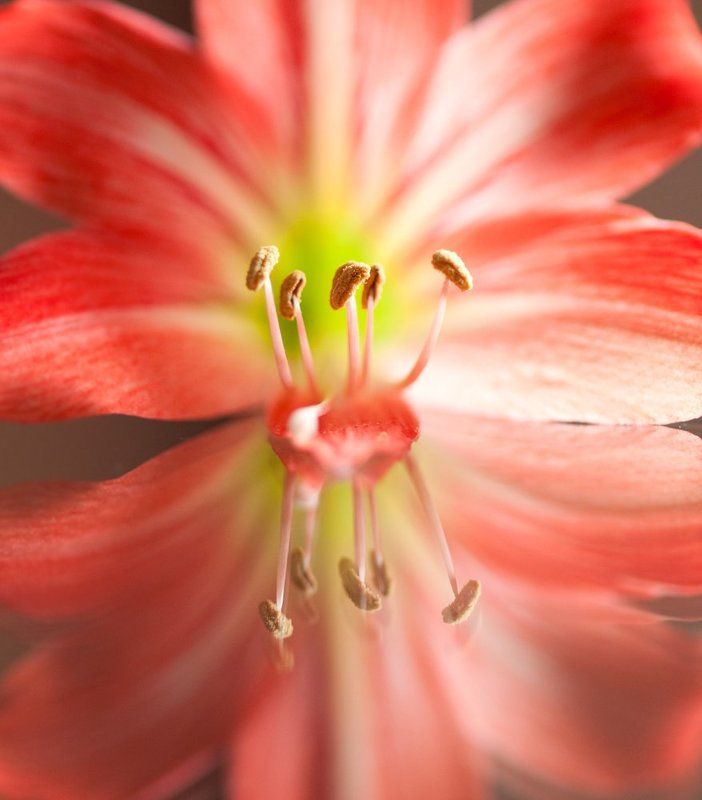 Орхидеи и не толькоphoto preview