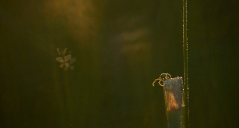 По ночам, во сне, к пауку приходят души загубленных им мотыльковphoto preview