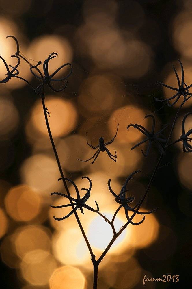 , Игорь ФУММ