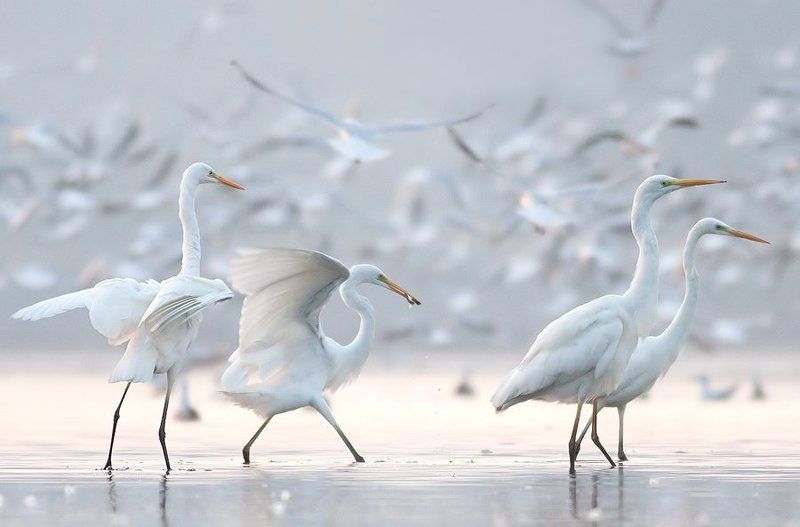 Great egretphoto preview