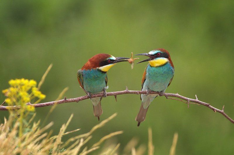 пчелояд,щурка,merops apiaster,european bee-eater Любовphoto preview