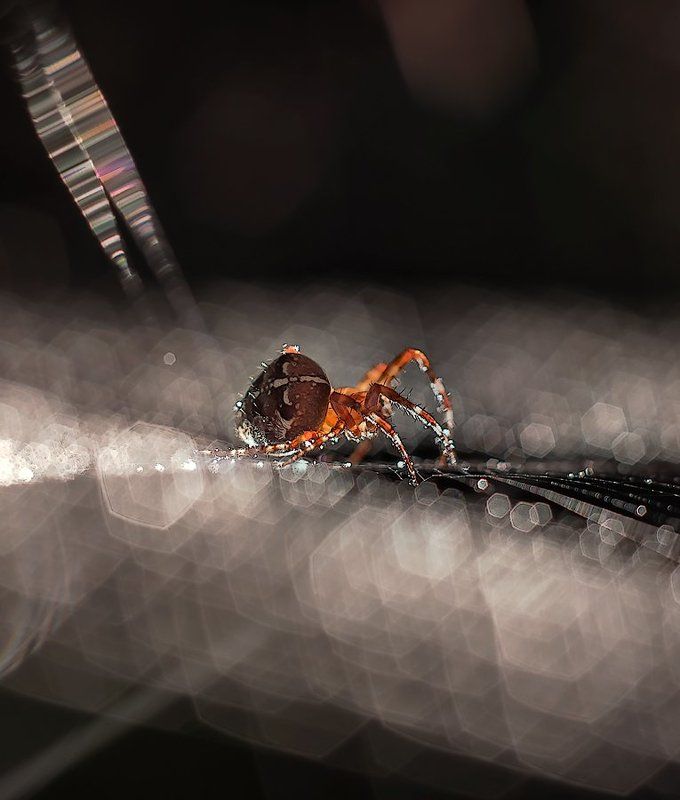 Jeweler.photo preview