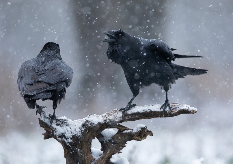 ворон, птицы, снег, А ну, прочь отсюда!photo preview