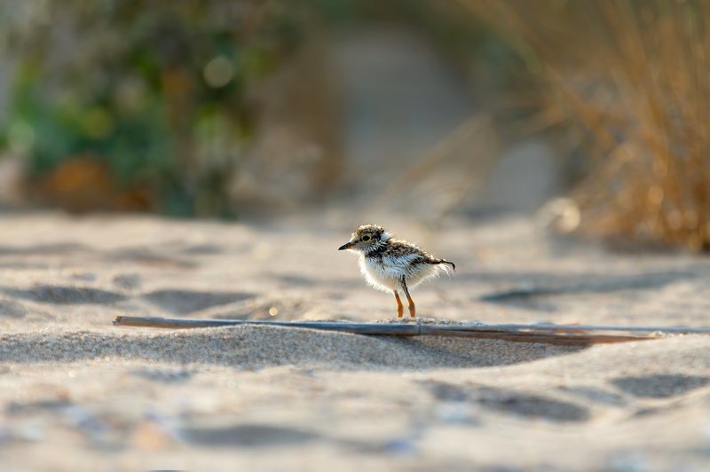 #common ringed plover #charadrius hiaticula Common ringed ploverphoto preview