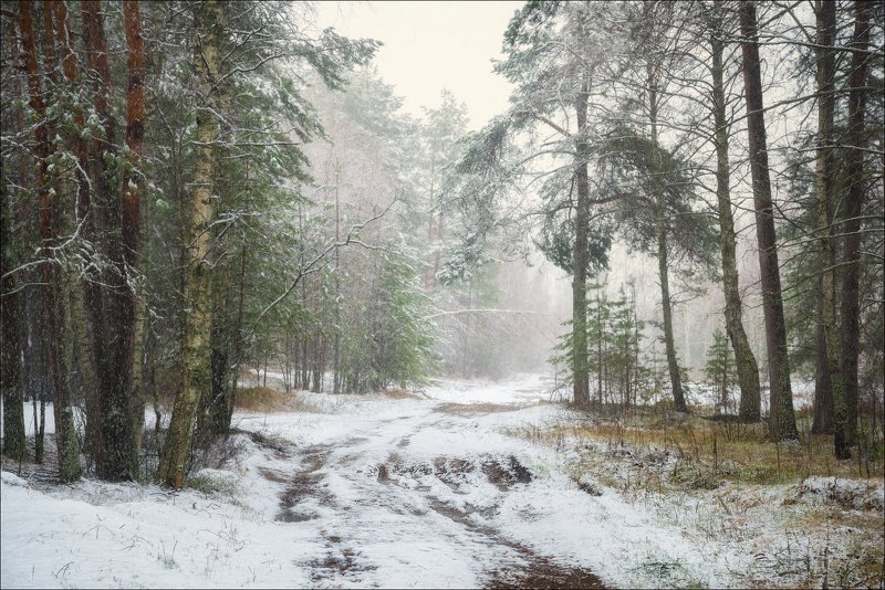 снег, лес, дорога, зима, холод, ели, трава, туман Снежное началоphoto preview