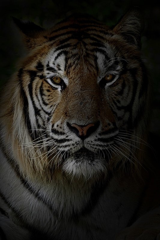 #bengaltiger #pantheratigris #animal # C\'mout from Darknessphoto preview