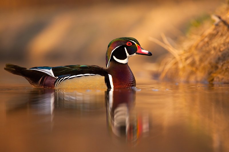 Carolin duckphoto preview