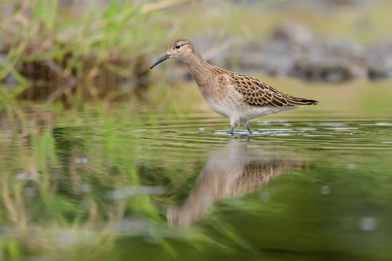 турухтан,кулик, вода, мель, Москва река, птицы Подмосковья, пролётные птицы, Philomachus pugnax Патрулированиеphoto preview