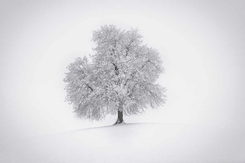 tree, winter, snow, white, снег, зима, дерево The Winter has arrivedphoto preview