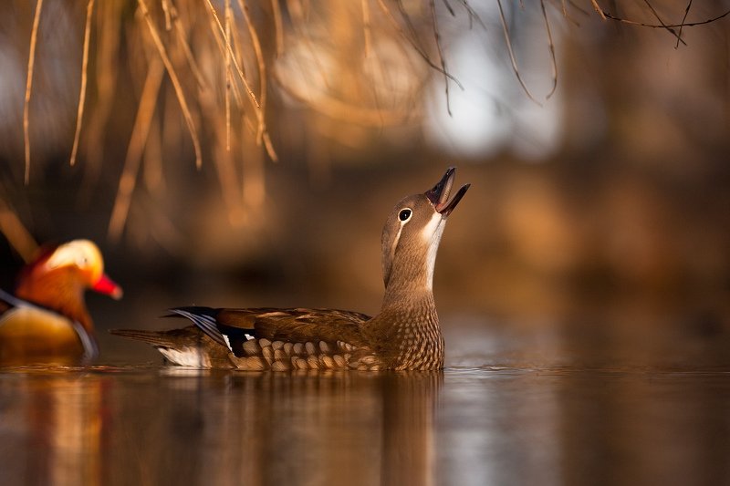 Mandarin duckphoto preview