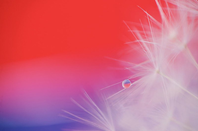 макро, цветы ***photo preview