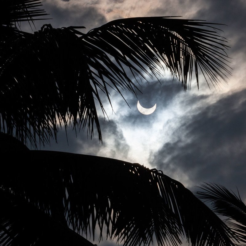 Солнечное затмение, Индия, пальмы, листья, небо, солнце, затмение, облака Солнечное затмение. Индия фото превью