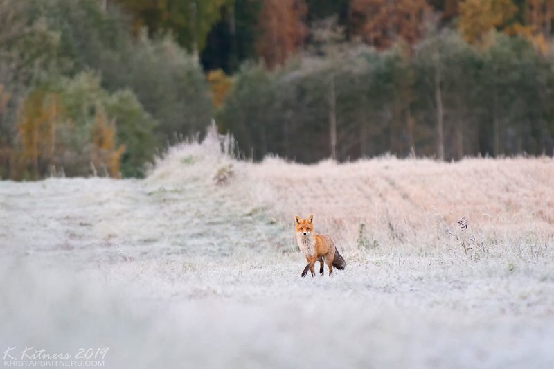 animal nature cold freeze autumn october fox frost latvia Modeling Foxphoto preview
