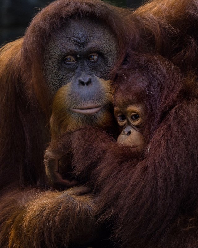 #orangutan #zoo Hold Mephoto preview