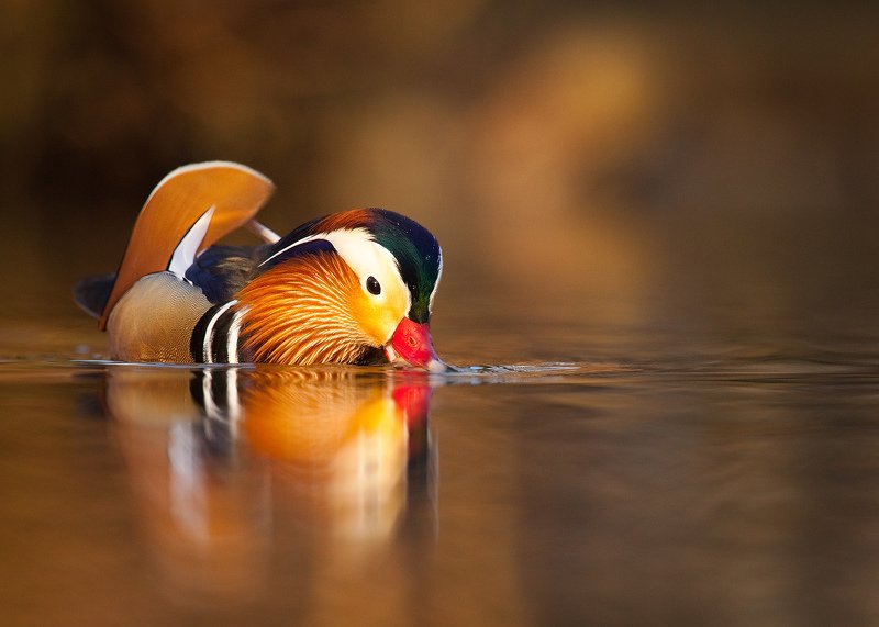 Mandarin duckphoto preview