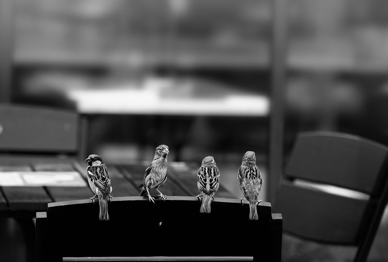 чб фото, птицы, уличное фото, город Уличное кафе. Сплетницыphoto preview