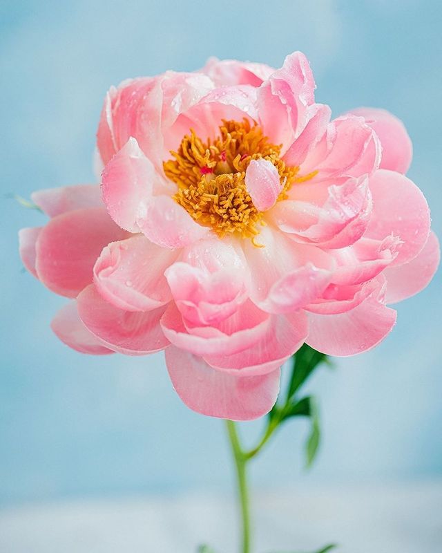 лето, пионы, свет, розовый, желтый, букет photo preview