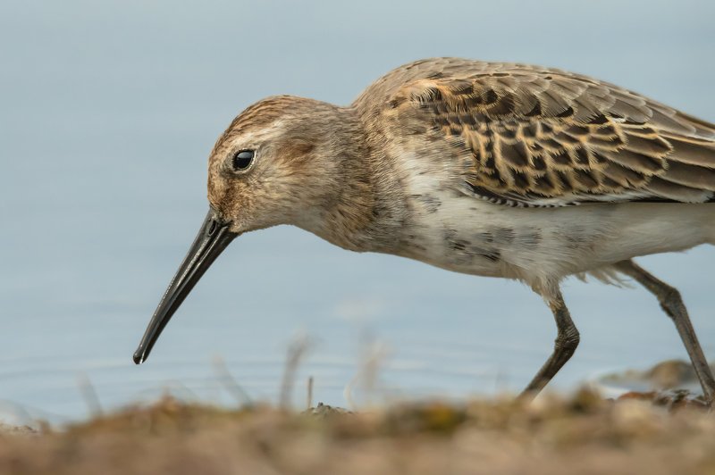 кулики, мель, Москва река, птицы Подмосковья, пролётные птицы, чернозобик, Calidris alpina Тяжёлый день?photo preview