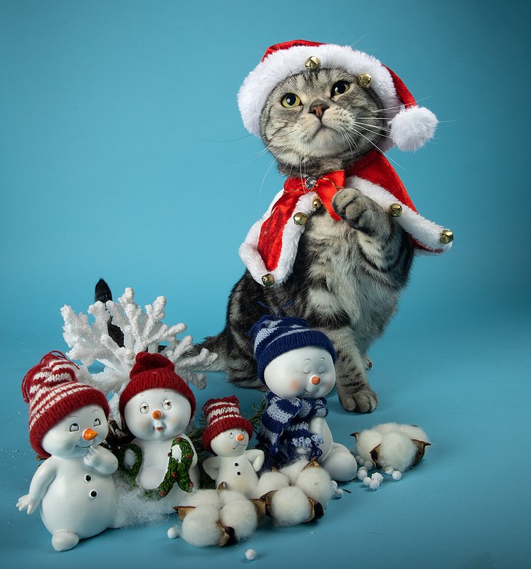 сat, кошка, животные, кошки,  рыжий кот,  ginger, новый год, американский короткошерстный кот, american shorthair cat Скоро Новый Год - Наши котики к праздникам!photo preview