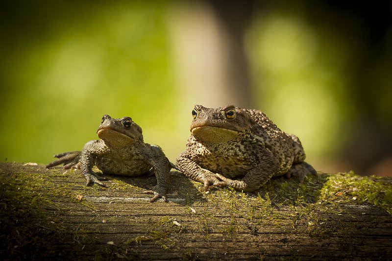 жаба Семейное фотоphoto preview