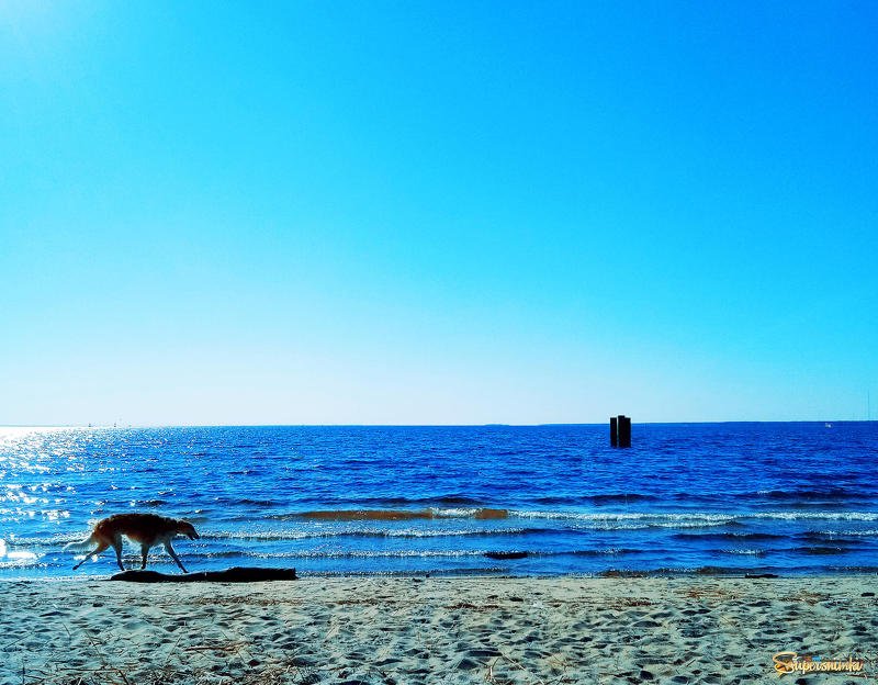 море,лягавая,собака **** фото превью