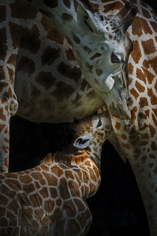 #giraffe #animal #zoo Milking the Infantphoto preview