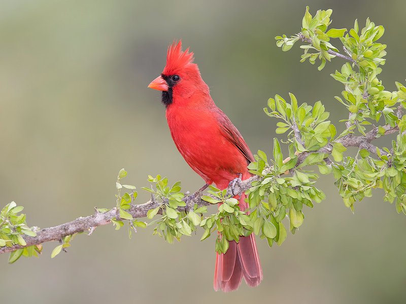 красный кардинал, northern cardinal, cardinal,кардинал, tx, texas Northern Cardinal male - Красный кардинал самецphoto preview