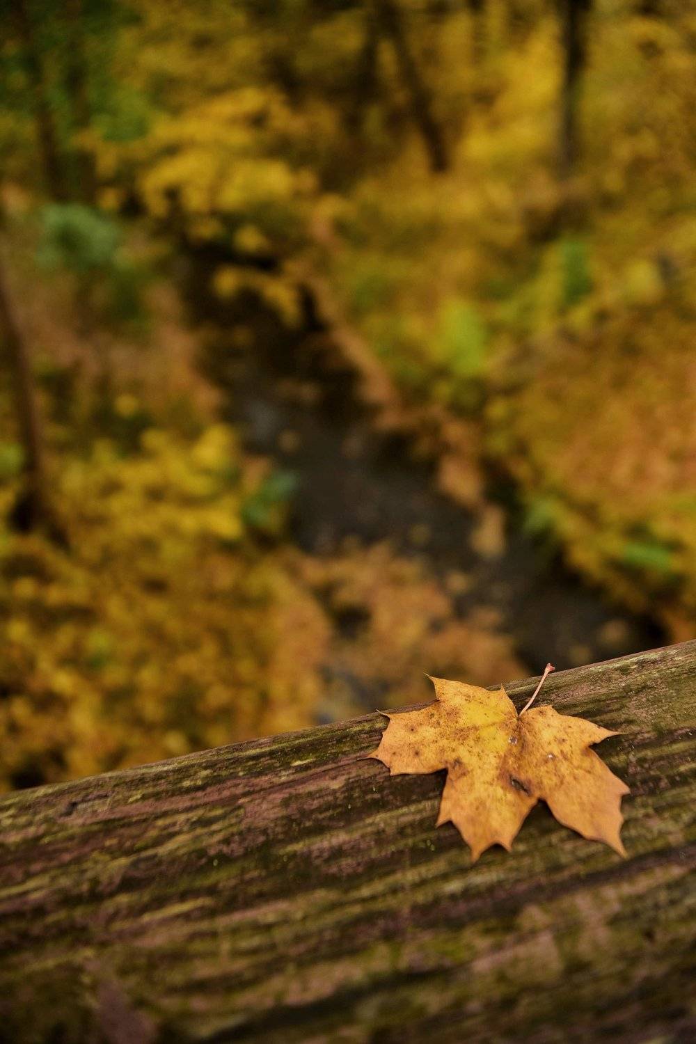 Осенний лист. Автор: Владимир Леликов-Кузьменко , Владимир Леликов-Кузьменко