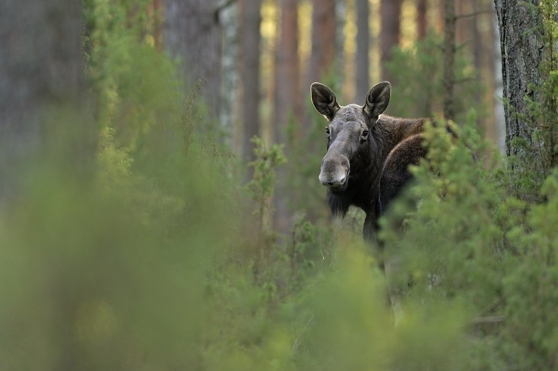 wildlife, moose, elk, poland, nature, Biebrzanska kobietaphoto preview