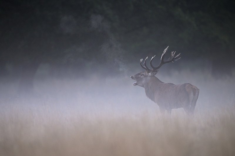 red deer, cervus elaphus, nature, king Foggy morningphoto preview