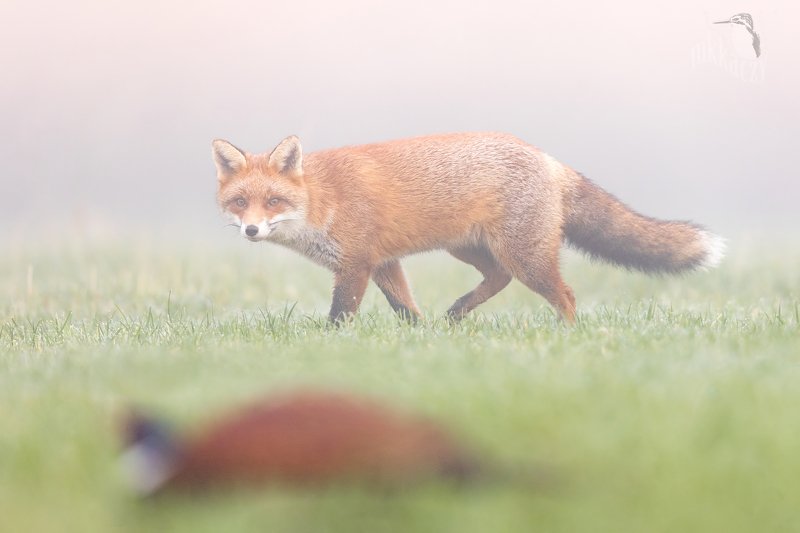 fox and pheasant photo preview