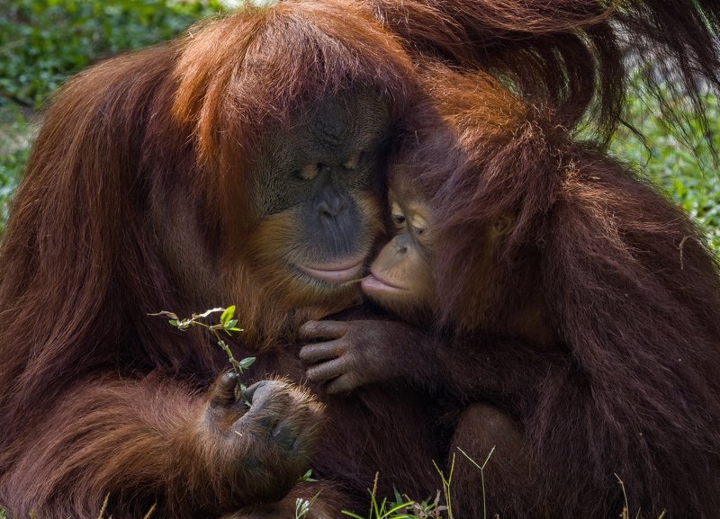 #orangutan #zoo #primate #borneo A Gift on Mother’s dayphoto preview