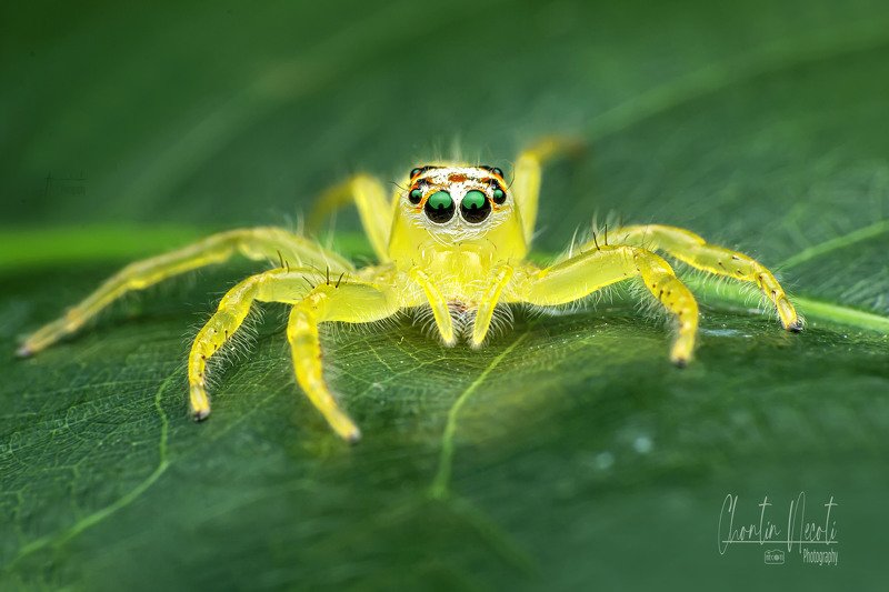 spider, yellow, garden, leaf, green, eyes, macro, beautifull, nature, natural, animal Yellow spiderphoto preview