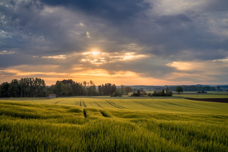лето, утро, поле, солнце, облака Летняяphoto preview