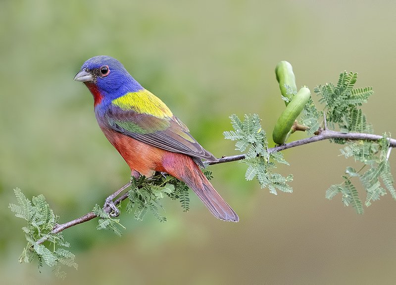 расписной овсянковый кардинал, painted bunting, кардинал, tx, texas Painted bunting - Расписной овсянковый кардиналphoto preview