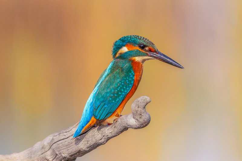 Kingfisher....photo preview