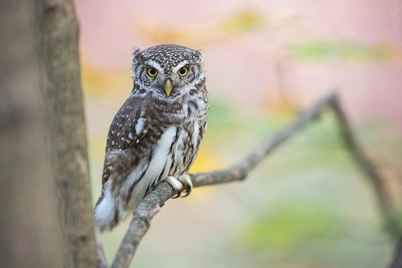 воробьиный сыч только бровью повелаphoto preview