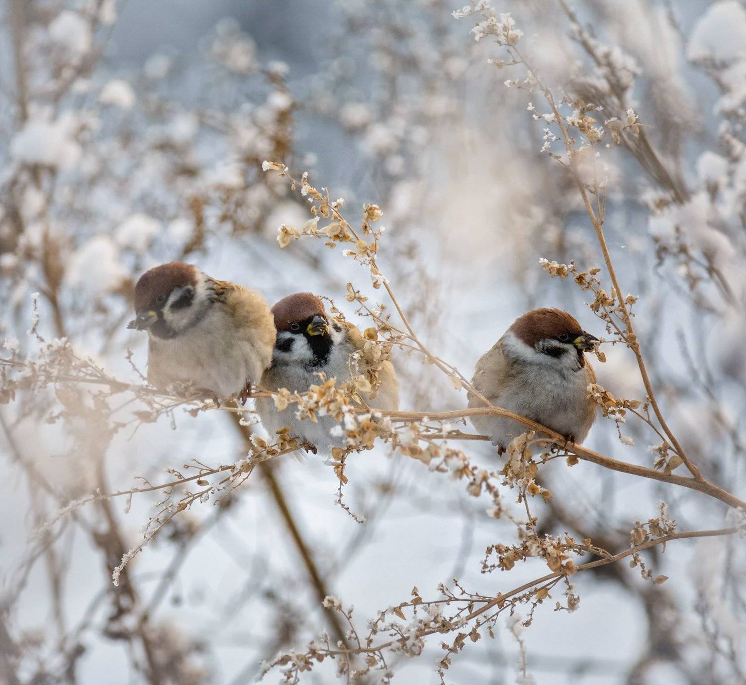 птица, воробей,, Марина Мочалова