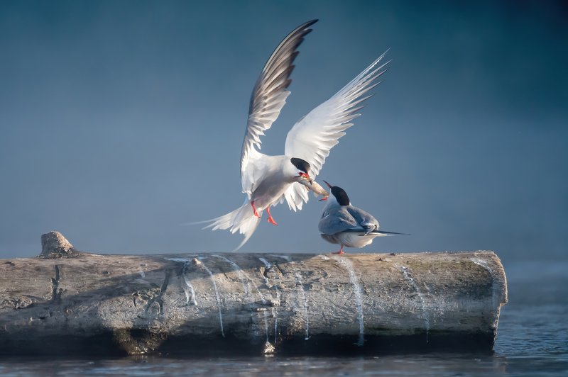 крачка речная, Sterna hirundo, обыкновенная крачка, брачный ритуал, ухаживания птиц, презент, подарок, принц, белые крылья, птица в полёте, романтика, красивый момент, нежные чувства, светлый, туман, Москва река, птицы Одинцовского края, Одинцовский округ Принц с белыми крыльямиphoto preview