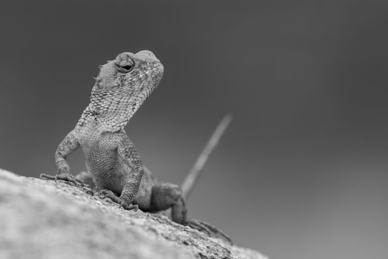 wildlife Oriental Garden lizardphoto preview