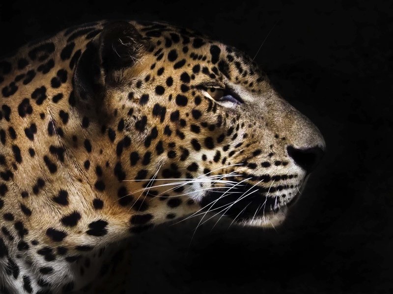 #Leopard; #animal #pantheratigris Head Shotphoto preview