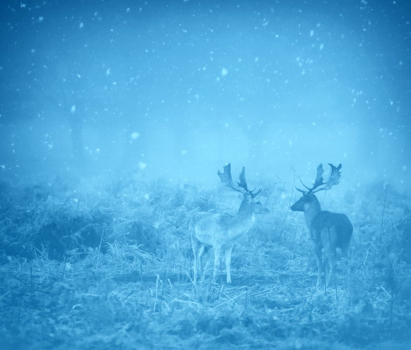 Merry Christmas Everyone !!!photo preview