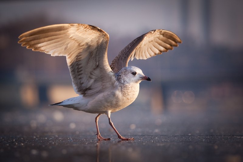 Seagull фото превью