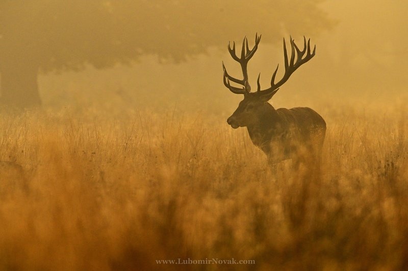 red deer, cervus elaphus, nature, king Golden foggy morningphoto preview