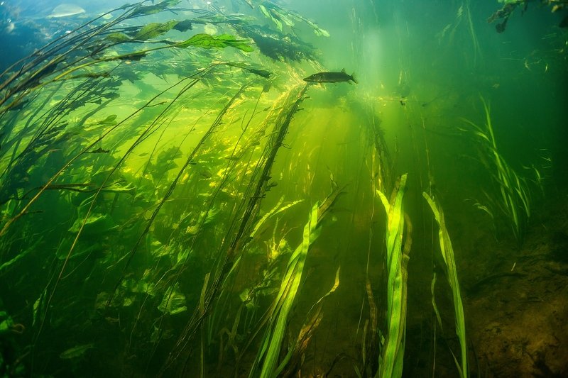 река, щука, рыба, подводный мир, подводные обитатели, пресная вода, Россия, водоросли В зелени рекиphoto preview