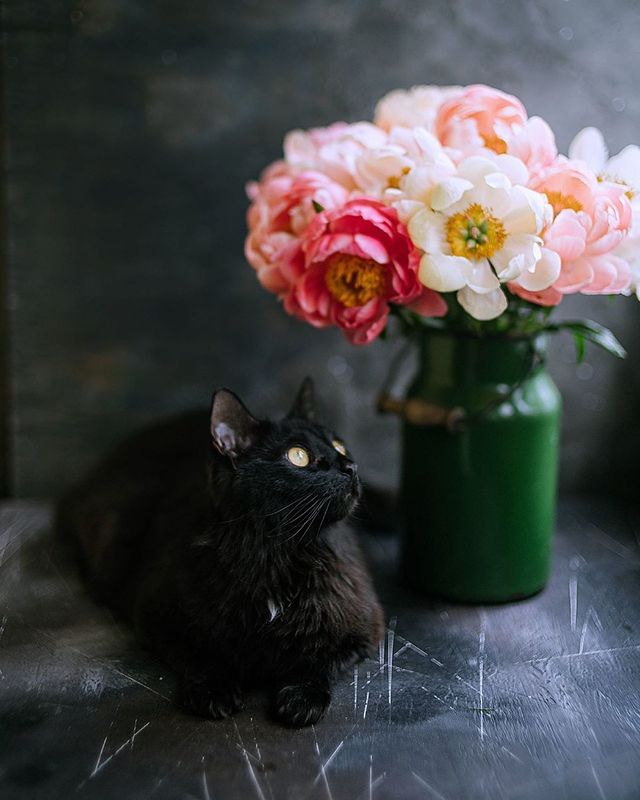 лето, пионы, свет, розовый, желтый, букет photo preview