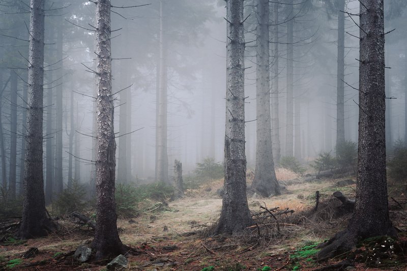 Foggy forest in the Owl Mountainsphoto preview