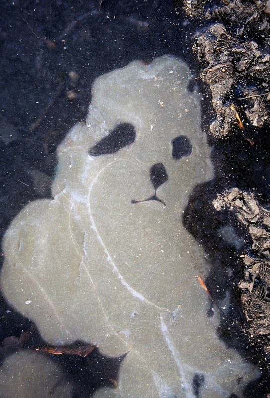 pareidolia photo preview