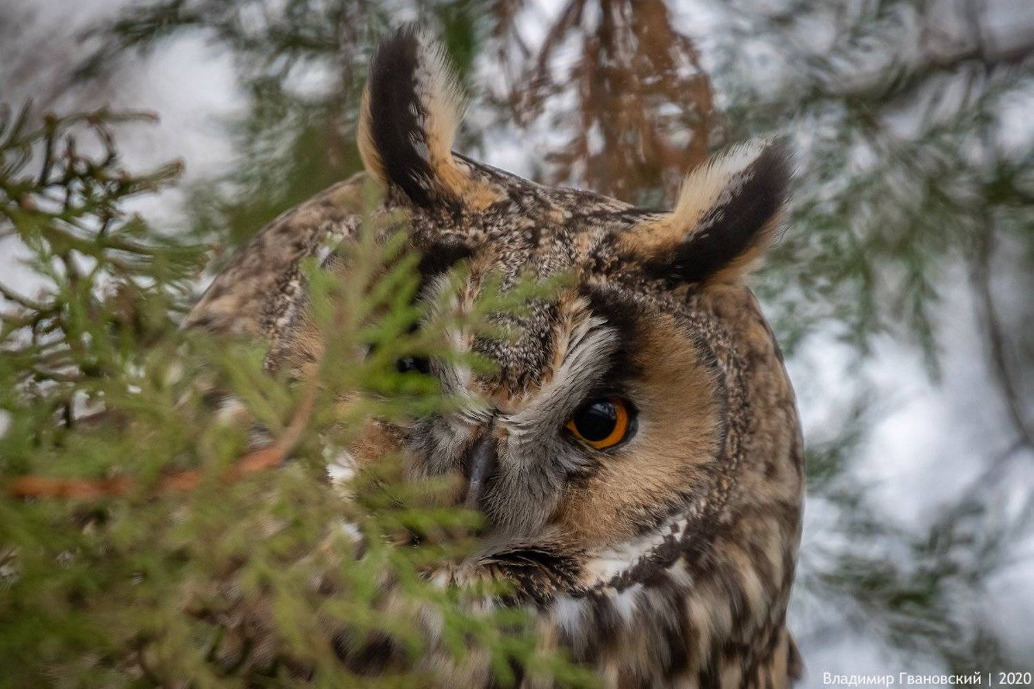 , Гвановский Владимир