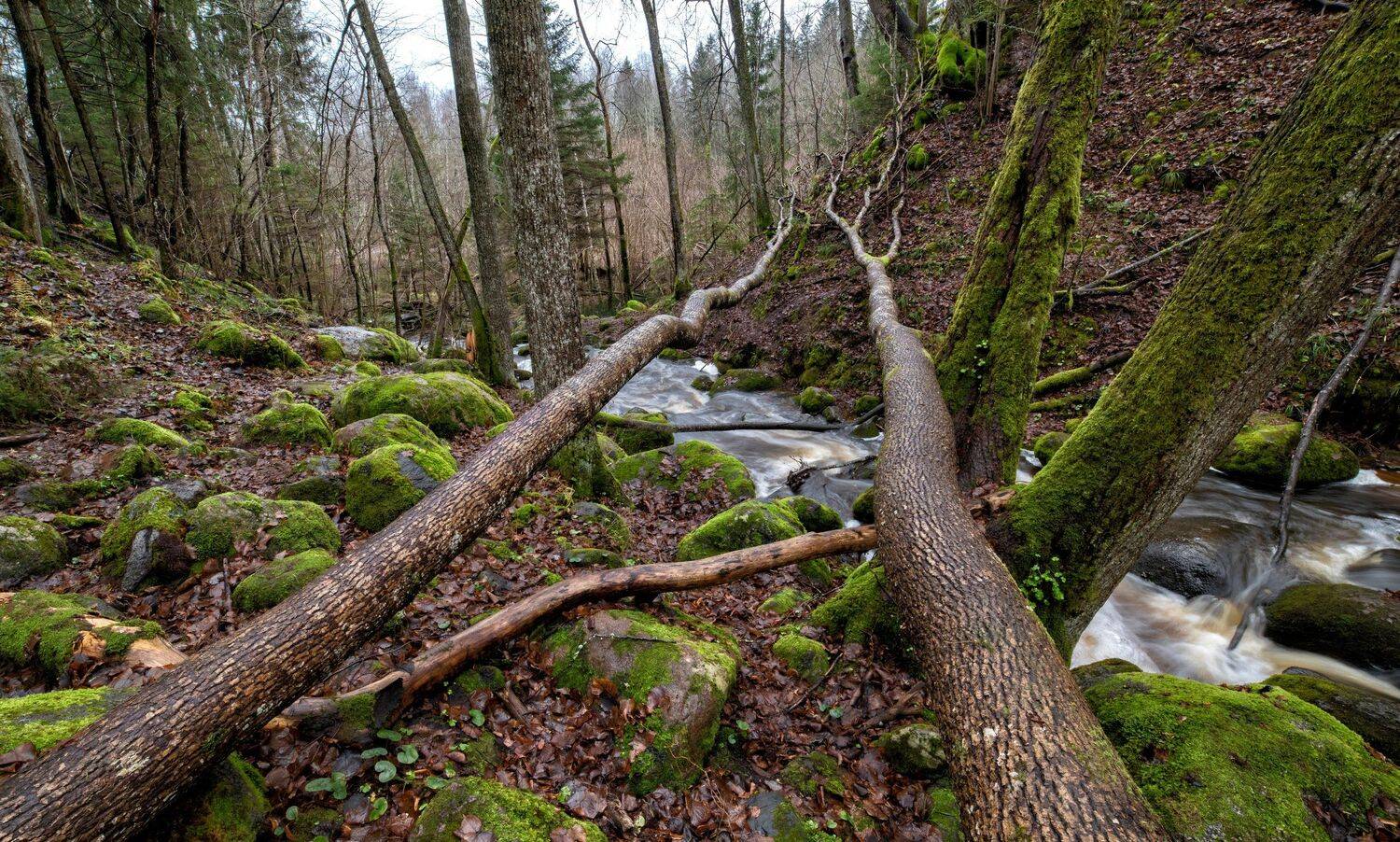 ***. Автор: Edgars Gerskovics , Edgars Gerskovics